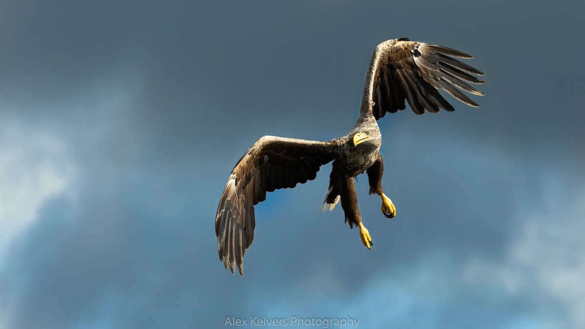 One of our #mull white tails. #wildlifephotography #wildlife <a href="/VisitMull_Iona/">Visit Mull & Iona</a> <a href="/VisitScotland/">VisitScotland</a> <a href="/visitargyll/">Argyll & The Isles</a>