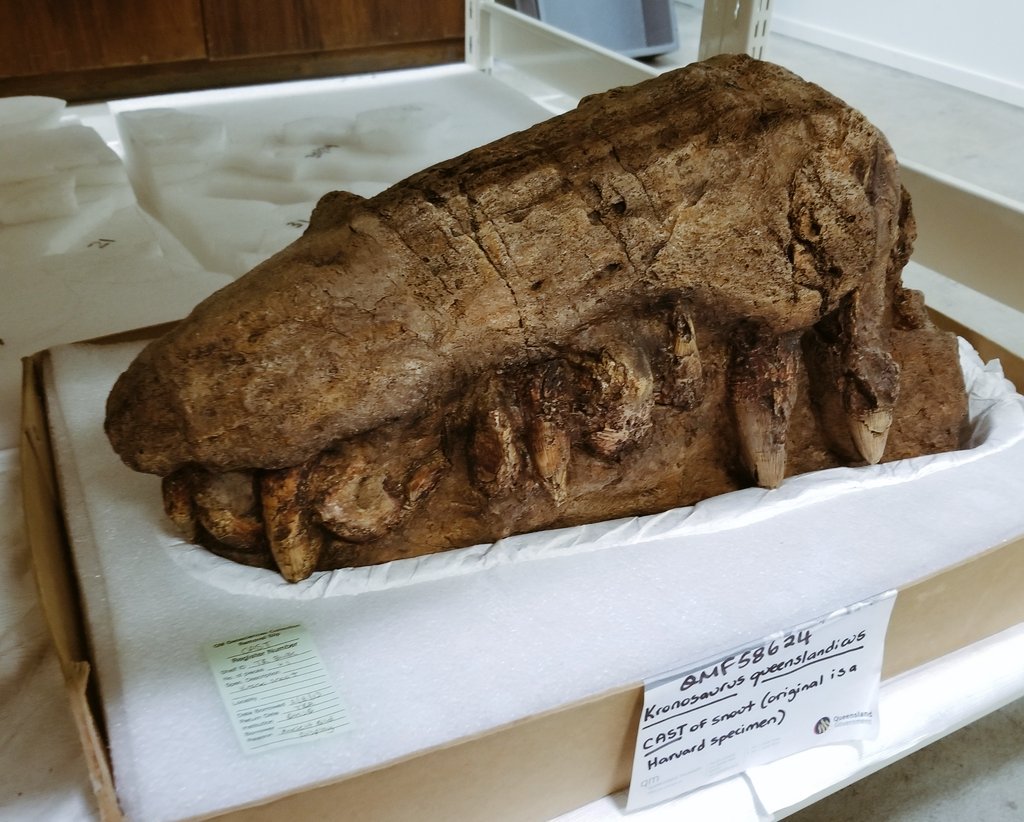 Formorphology's tweet photo. Haven't done #FossilFriday in a bit! Here's a cast of PART of a Kronosaurus snout I recently saw at the @qldmuseum (original specimen is at @yalepeabody).

Would you boop this snoot in life? https://t.co/YEn3n9P1d3