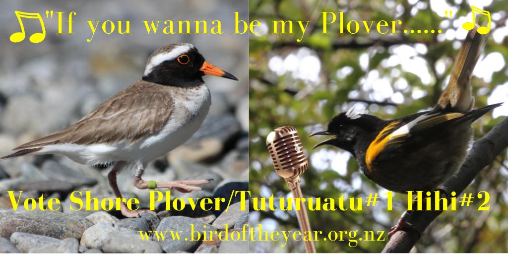 In coalition with <a href="/RealTeamHihi/">RealTeamHihi</a> we are the small bird alliance! A vote for team Tuturuatu/Hihi is a vote for nature #ploverlover #birdoftheyear <a href="/tuturuatu/">Tchūriwat’ | Tūturuatu</a> #birbmemes