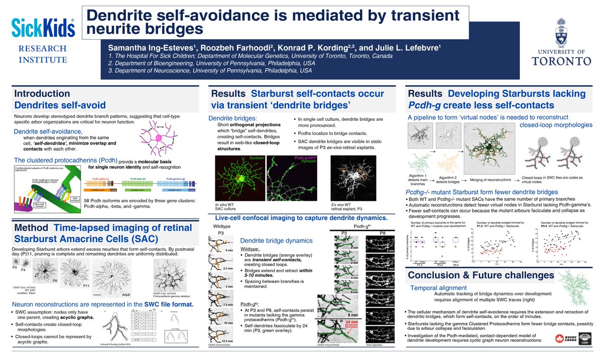Since I got interested in neuroscience, I was always fascinated by the beautiful structure of neurons. Look at the amacrine cells, they are WOW fractal! We have a chance to know more about their developments thanks to my great collaborators👏. Swing by our poster, #SfN19 Sat 1 pm