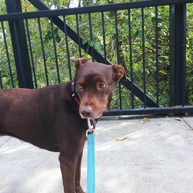 DerbyDailyDog's tweet photo. Got that side eye down 😒 #sassypants #littled .
.
.
.

#puppiesofinstagram #todayshowpets #dogoftheday #labradorretriever #lab #rescuedog #instapuppy #adoptdontshop #labrador #chocolatelab #pup #dailywoof #woof #rescue #bark #cute #adorable #napavall… https://t.co/OhtjwR4E2j https://t.co/B7iIgC4tWj