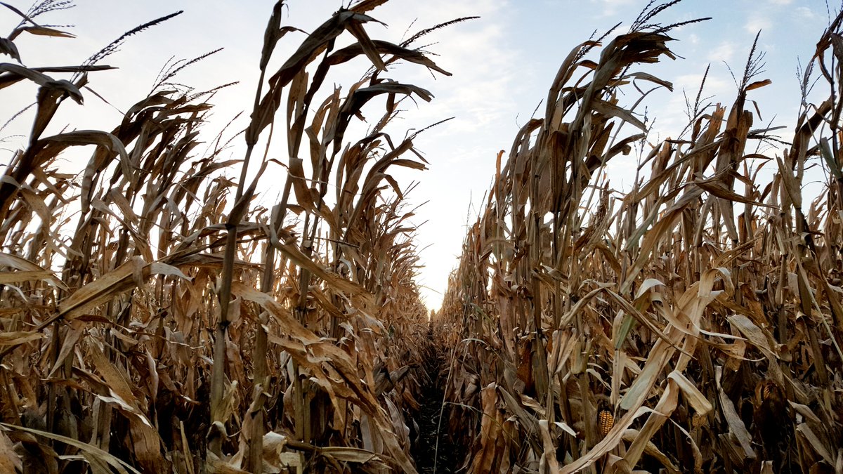 labrecrop's tweet image. Happy Friday! It is a beautiful October day. 
Give us a call when your leaving the combined field we will get right there to sample! 712-469-7512 #fallsampling #soilsampling #harvest19