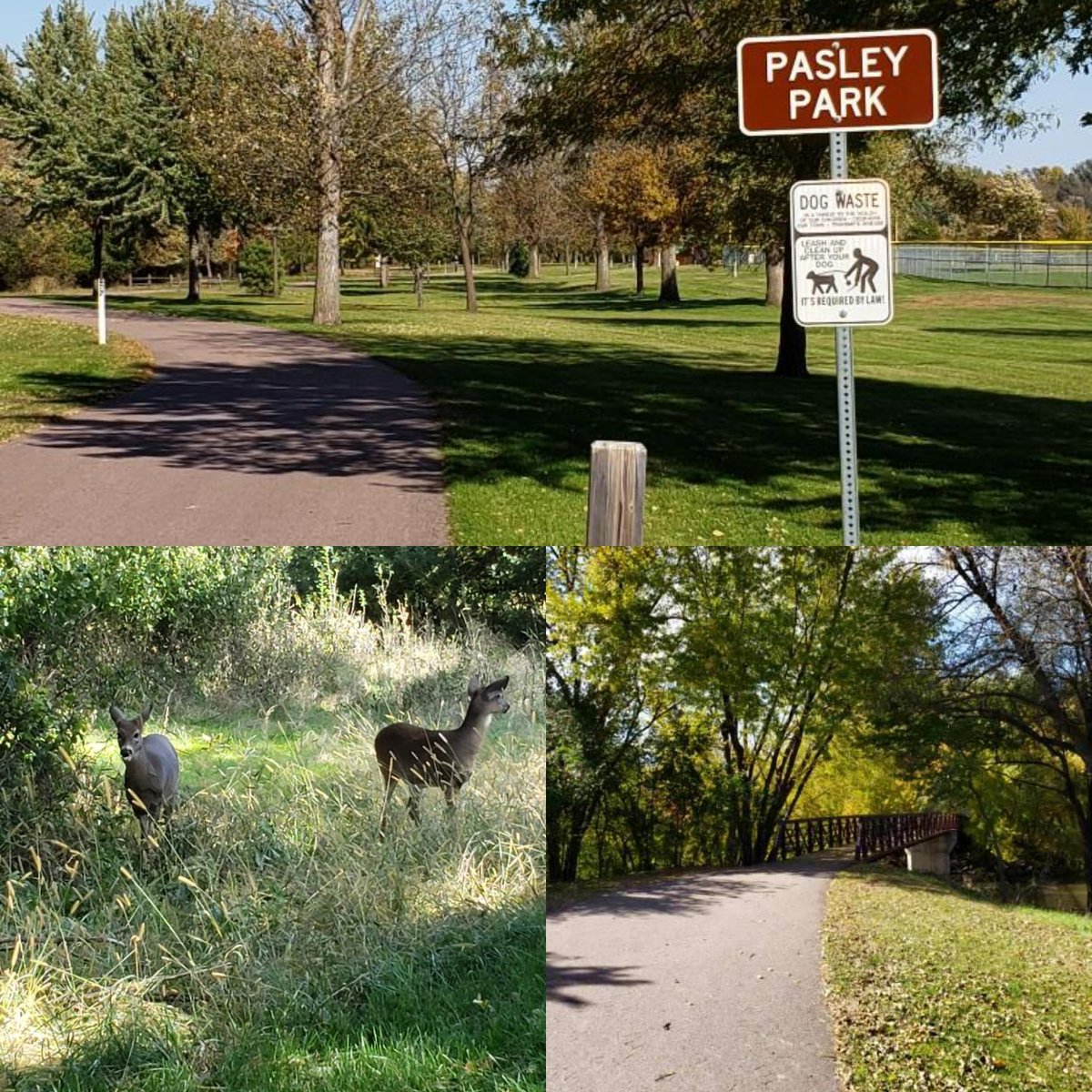 trick_run's tweet photo. Just can't hold on to these pics until next week...this is your Trick or Treat Trail Run Scenery!  Out marking the course today ....look at all of that spectacular Color!!  And they had some helpers too! https://t.co/ZMrFz4WuRf