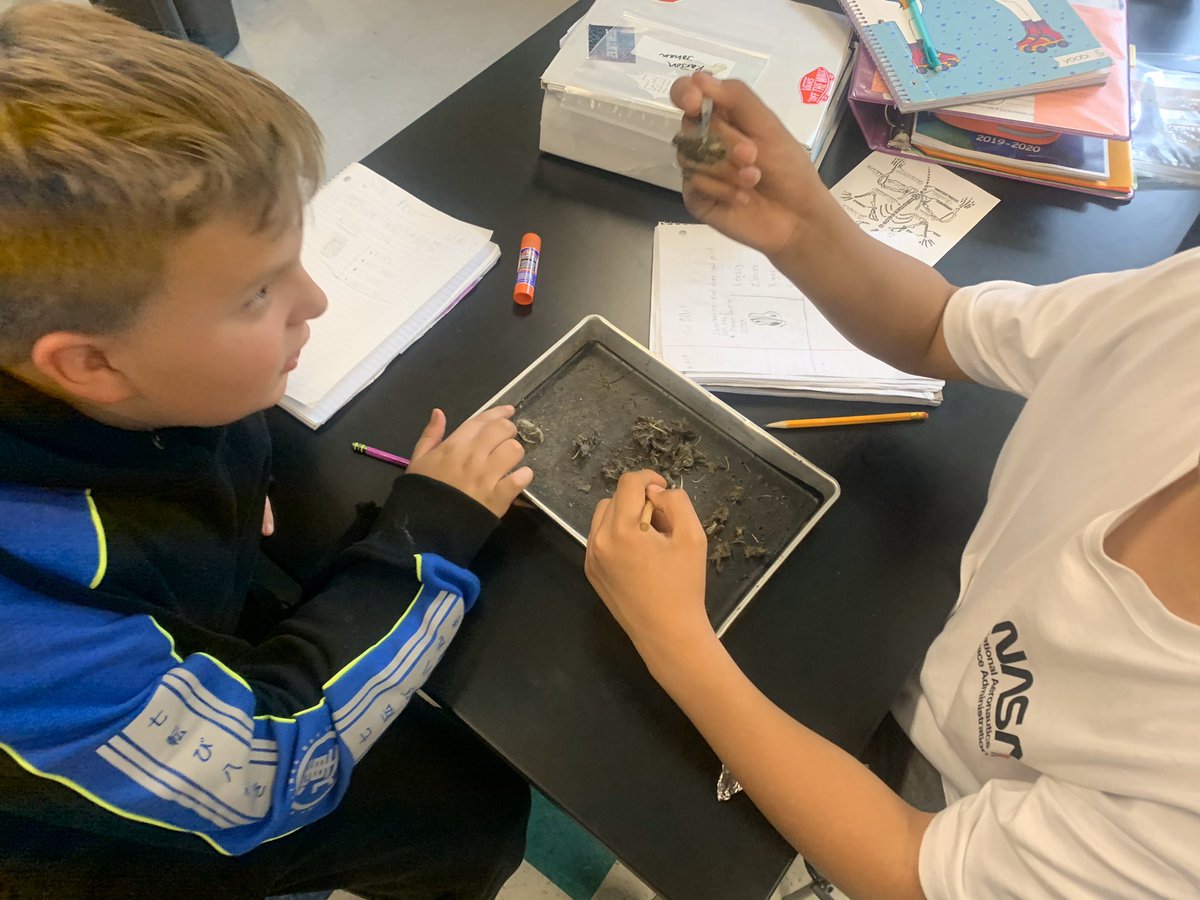CCMSWildcats's tweet photo. 6th gr science learning about the role owls play in rodent population control. Owl pellet dissection. #CCMSLevelUp #TeamGBSD https://t.co/1yR5tami2L