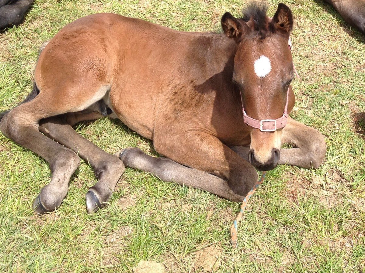 TripleCrownSynd's tweet image. It’s game day for this little fella. Seven years ago he was sadly orphaned &amp;amp; today he sets out to win his third consecutive #TheTABEverest #Redzel #LiveTheDream ⁦@SnowdenRacing1⁩ ⁦@KPMcEvoy⁩ ⁦@RayThomas_1⁩ ⁦⁦⁦@7horseracing⁩ ⁦@atc_races⁩ ⁦🙏