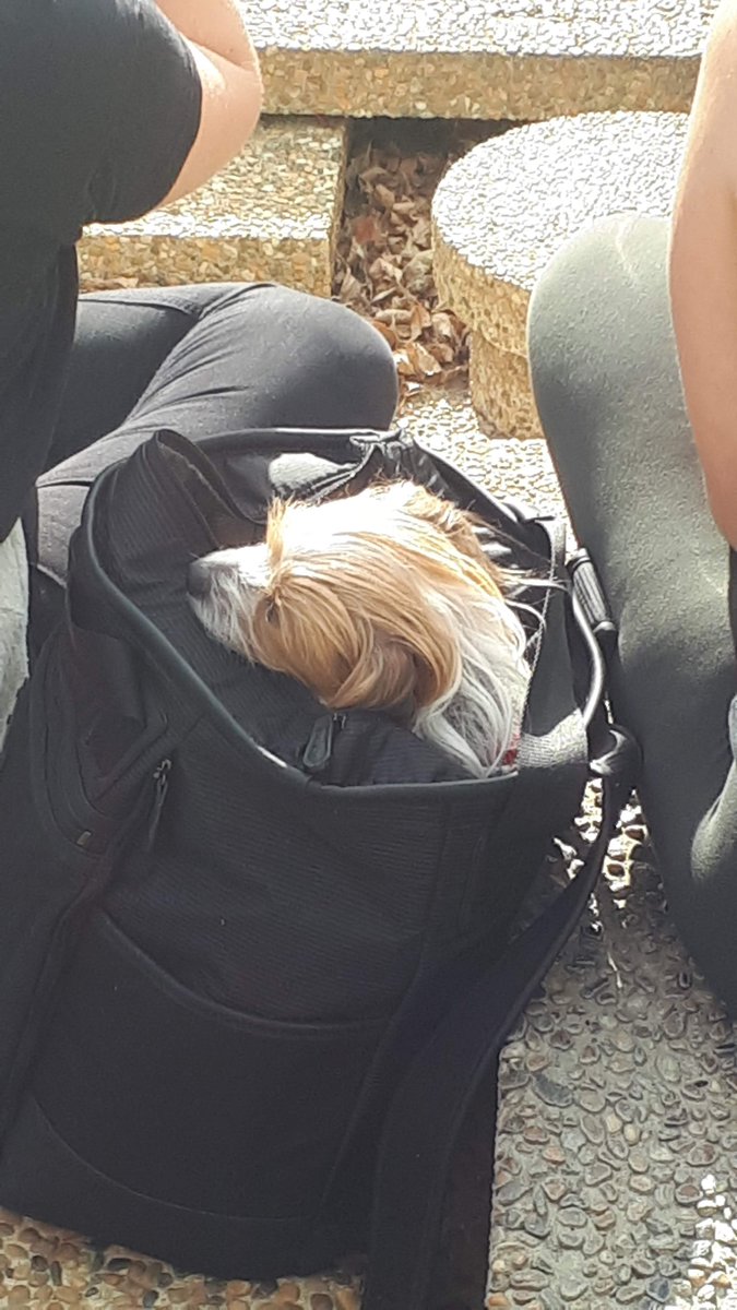 eatkinso's tweet photo. Radical doggos striking for climate action in Edmonton today!!! They refuse to sit, stay, OR roll over until we get serious about addressing climate change. I am told a hunger strike would be drastic but is NOT out of the question. https://t.co/GkQUkgG7Lm