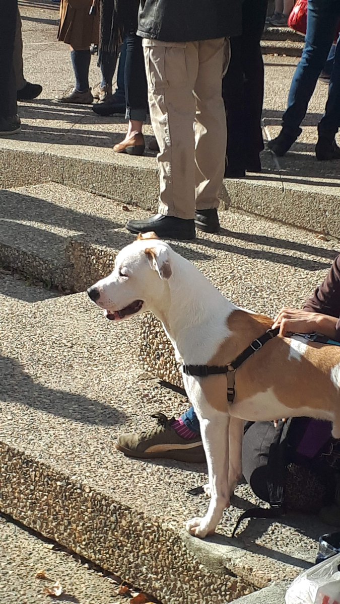 eatkinso's tweet photo. Radical doggos striking for climate action in Edmonton today!!! They refuse to sit, stay, OR roll over until we get serious about addressing climate change. I am told a hunger strike would be drastic but is NOT out of the question. https://t.co/GkQUkgG7Lm