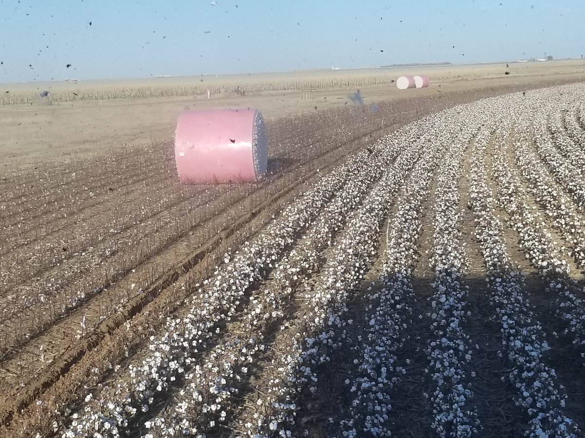 This machine is kicking out a round module of #cotton every 5 minutes which equates to a pair of #USAcotton blue jeans every 2 seconds if my math is correct.