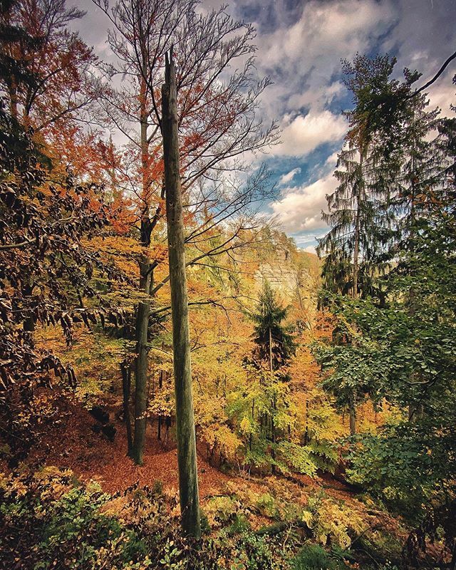 Colours of autumn
.
.
.
.
#iphoneography #shotoniphone #vscoczech #vscocze #vsco #iglifecz #iglife #igerscz #travelphotography #travelling #exploretocreate #createtoexplore #ontheroad #trees# autumn #czechroamers #nature #landscape ift.tt/2Boghbl