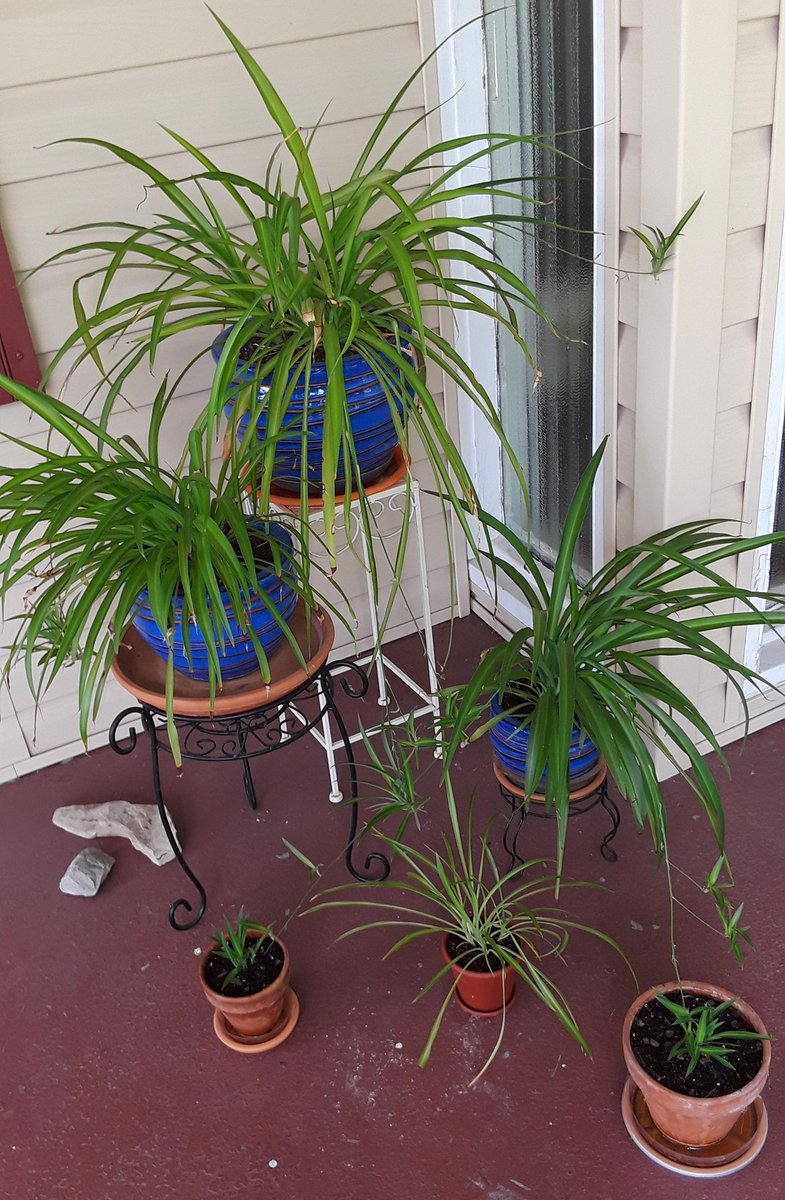 JeffreyScott17's tweet photo. 🌱 The nursery lol... #SpiderPlants #AirplanePlants #Plants #Green #FrontPorch #MyFrontPorch #Patio #AtHome #BluePots #Propagate #WaterPropagate #SoilPropagate #DIY #Gardening #PlantNursery #FarmHouse #Cottage #HomeAndGarden #Bungalow #JLV #FallDecor #FridayThoughts #FridayVibes https://t.co/1qdiSJ9jax
