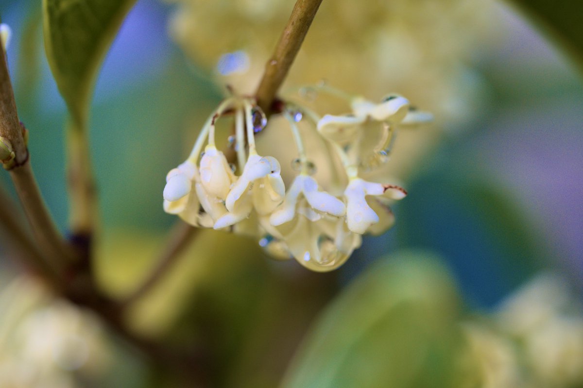 四季咲き金木犀 Twitter Search