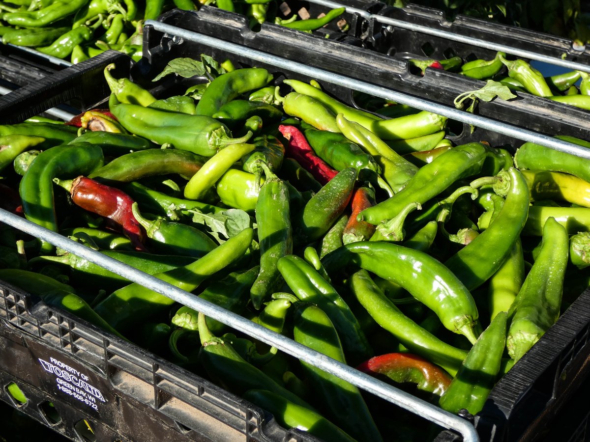 505Nomad's tweet photo. Inside New Mexico’s Hatch Green Chile Obsession - https://t.co/J3JdKk62mx
#foodie #FoodieFriday #NomNom #comfortfood #chileaddict https://t.co/TauWbFmbzq