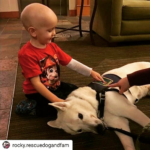 visiblepets's tweet photo. PLEASE 
send a Christmas card to Tavish.  He is 5 five years old, fighting brain cancer. He loves dogs! All he wants  is Christmas cards. Send  cards to
Tavish McCosh #277
5130 40th Ave NE
Seattle, Wa
98105 

#doglovers #dogfriends  #dogfriendly   #christmasspirit    #Christmas https://t.co/Ne49rTNZFN