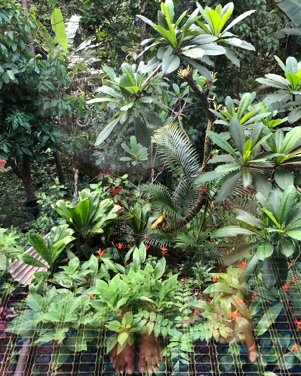 We’re back to our dreamy little islands #wayoutwest and all burners are on #HI! Ready to #stiritup with some new #friends and a renewed #focus in the upcoming months. Come hang with us! We get into some #fun. ✨ #HISOUP #comcap #woo!