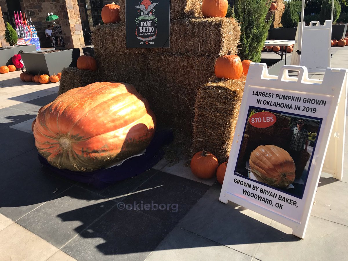 OkieBorg's tweet photo. Another awesome #ChompAndStomp today at @okczoo.  The sloth was even out! I also got to see Oklahoma’s largest pumpkin for 2019. #Sloth #Pumpkin #Halloween https://t.co/HX5K5byyFj