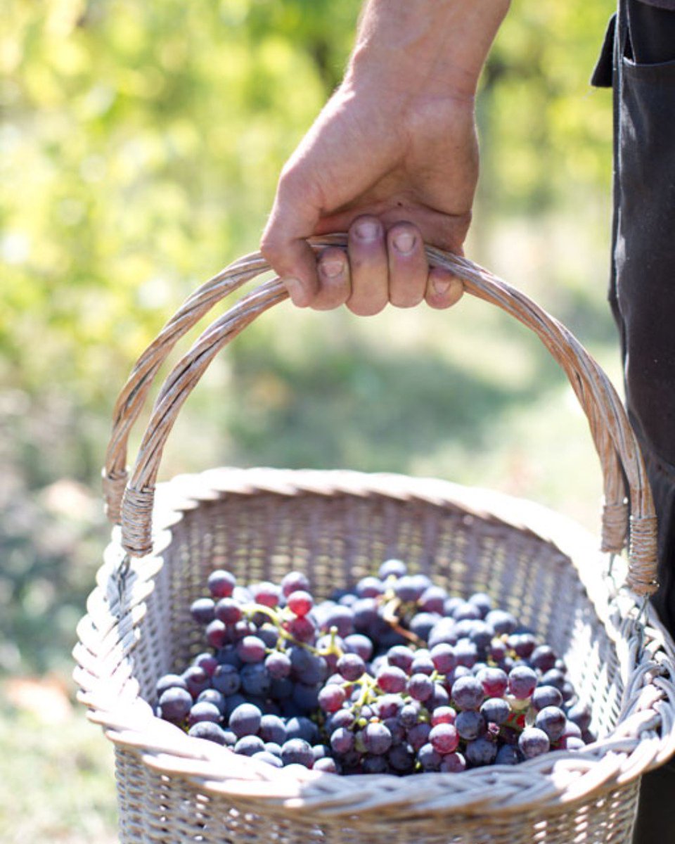 UNEXPECTEDITAL1's tweet photo. harvest time....accurate picking and selection for top quality wines!
🇦

#UnexpectedItalian #harvest #ItalianWines https://t.co/b8CGi0wh1Z