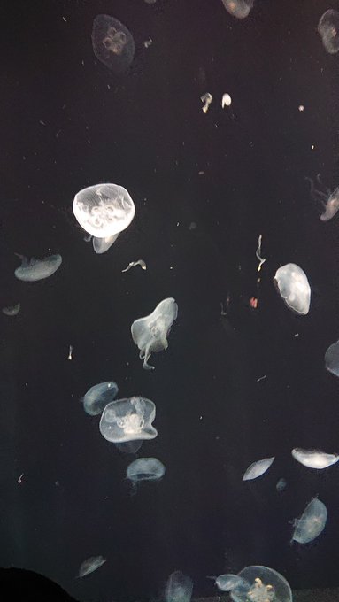 ミズクラゲのtwitterイラスト検索結果