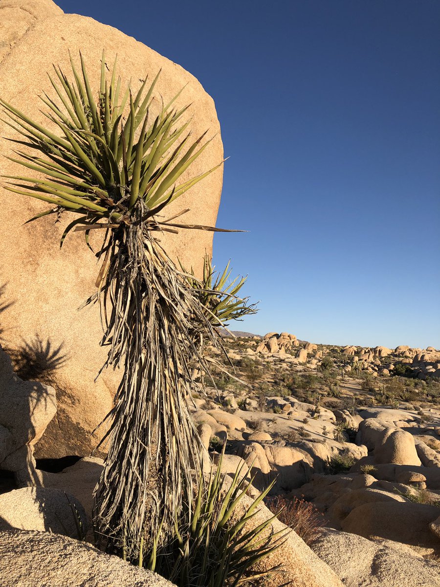 robinizard's tweet image. Took an early morning drive up to Joshua Tree National Park to catch the sunrise. Wish I would have taken advantage of this more when I lived here. #joshuatree #California