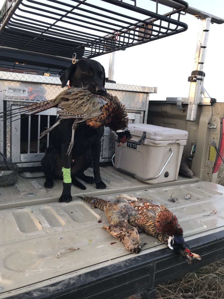 the_don_don_'s tweet image. @pheasants4ever great day “making game”.  Woodcock bonus!  Few cuts to the leg, “just a flesh wound” #publiclands #pipestonecounty Time for a beer!