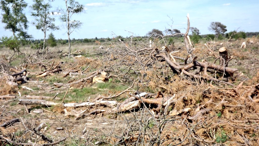 Wat is het met bomen dat het een gratis geldloket is geworden? 
*politieke raden controleren niet waar de opbrengst blijft. 
*Vergunningenbeleid is uitgekleed
*wethouders benoemd via de adb carrousel. 

Volg het zaagsel naar de portemonnee
(Foto strabrechtse heide juni 2019!