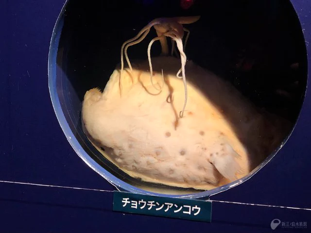 新江ノ島水族館 on X: 