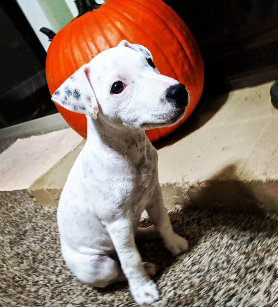 Lucy Does It 🐶🥰#LucyDoesIt tweet media