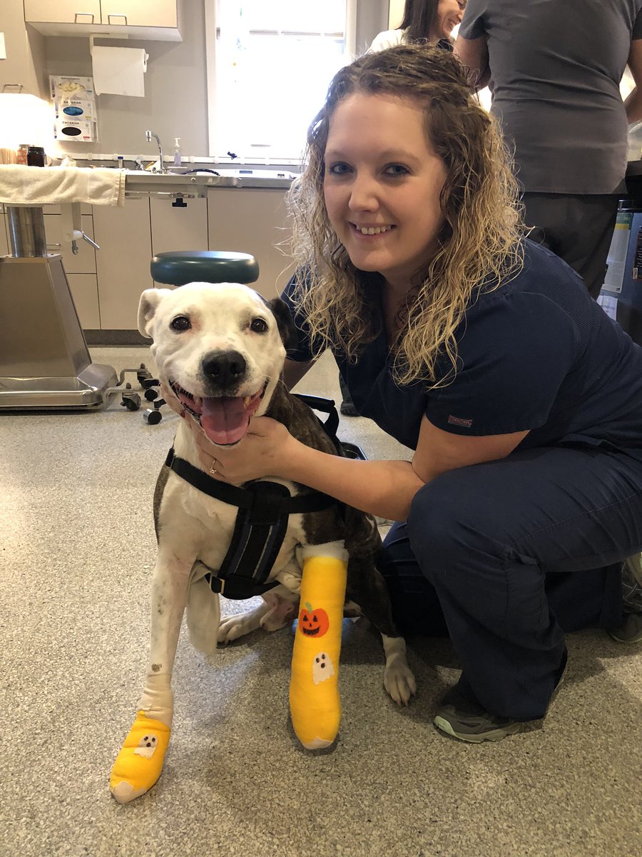 Yeah for our amazing CHVC technician Hayley. Always going above and beyond #CHVC #VetTechWeek #animallove