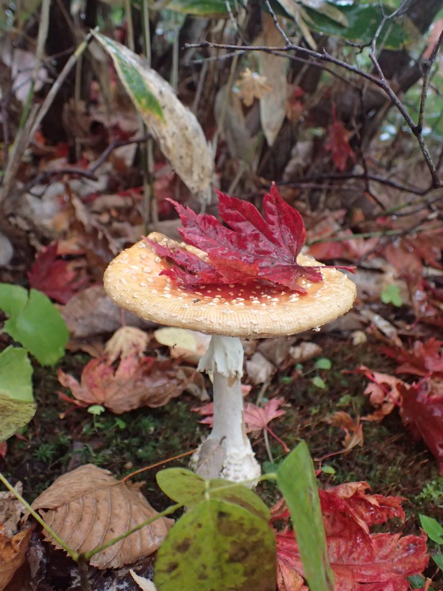 ベニテングタケの生態や特徴について大紹介 毒キノコながら毒抜きで食べることが可能なキノコ 生き物ネット