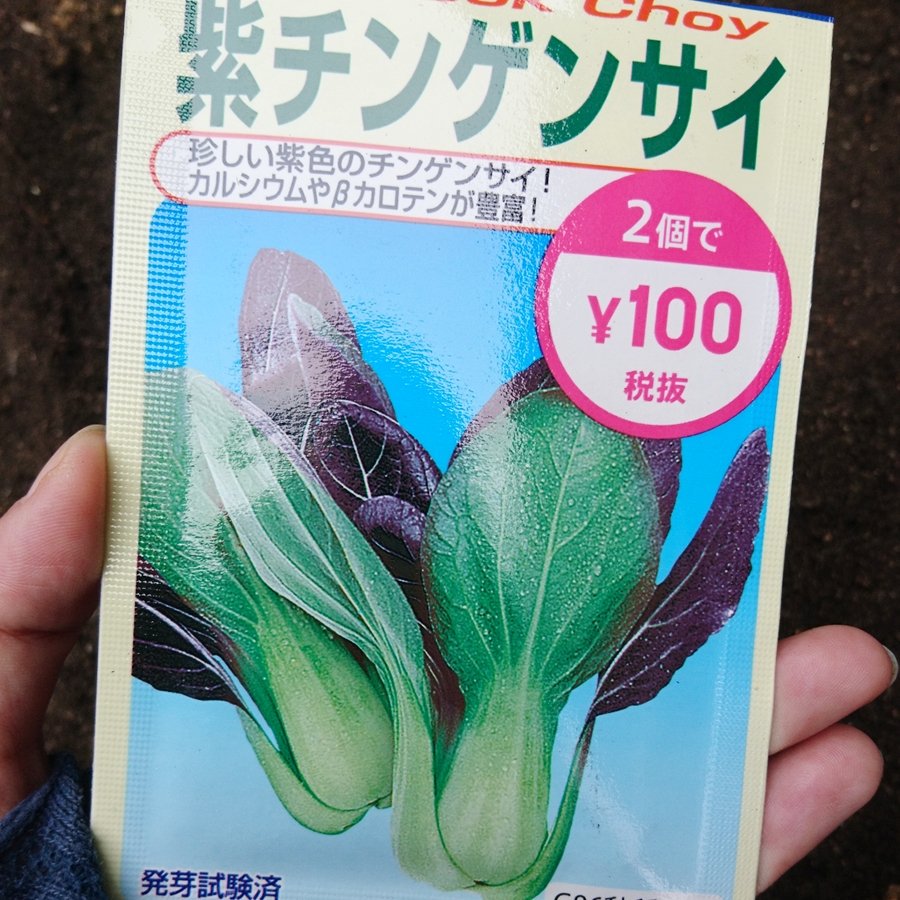 Sh Nina On Twitter 新たに種まき 紫チンゲン菜と小松菜はダイソーの種 紫チンゲン菜以外は去年の種だけど発芽するかな 小松菜は一昨年のやつな気もする 家庭菜園 ダイソーの種 種まき 播種