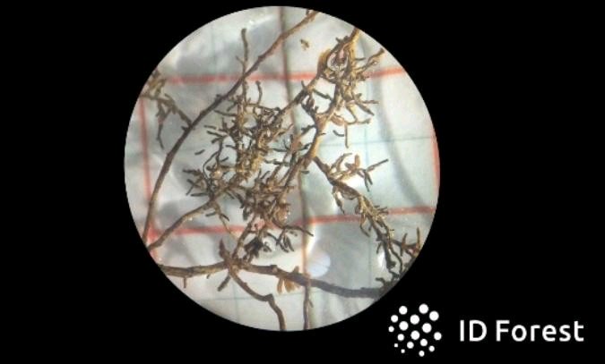 Somos centro privado de referencia, reconocido por la <a href="/jcyl/">Junta de Castilla y León</a> para el análisis de la planta #micorrizada que se utilizará en las plantaciones acogidas a las ayudas para el fomento de especies #forestales de alto valor cofinanciadas por la <a href="/redespanola/">REDR</a> de Desarrollo Rural #IDForest