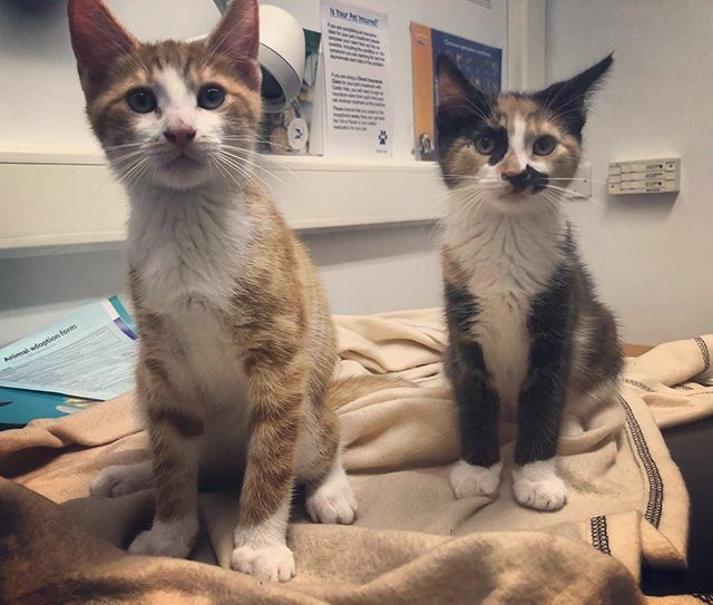Castle_Vets's tweet photo. Itβs Caturday! Two cute cats with two cute names! Marmalade and Cannoli! π» #caturday #catsofinsta #instacats #tortoiseshellcats #gingercats #catlovers #instavet #vetposts #vetsofinsta #castlevetsreading #rdguk https://t.co/H79bzHOmYT https://t.co/qeOnSjL9xF