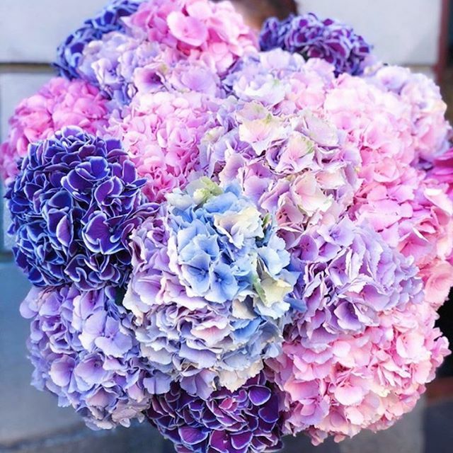 mylogobrand's tweet photo. An explosive expression of love! 💖🌷 By @jasmin_flower_studio! 😘  #flowers_super_pics #splendid_nature #vision_natura #nature #loves_garden #nature_brilliance #funda_flowers #flor #natura_friends #cat_flors #my_daily_flower #world_bestflower #paixoesporflores #if_and_flowers … https://t.co/0YCOz0Qvl7