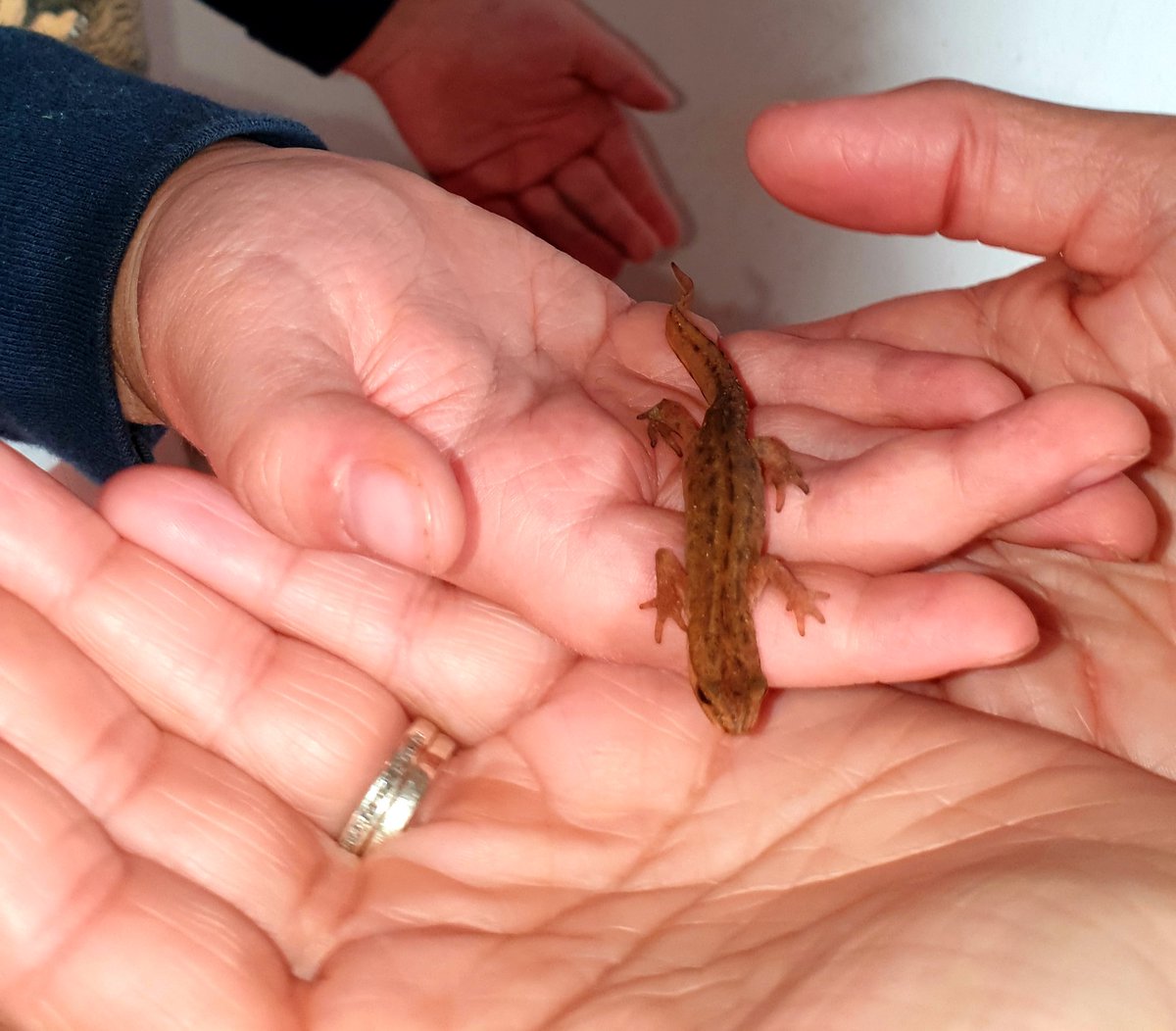 NeelyHayes's tweet photo. A pretty standard start to half term in our household....Finn has got a friend newt in the house 🙈 🦎
It has safely been released in the garden😊🦎👍
#itsonlyday1
#happyhalfterm https://t.co/D5Lv3SaYdp