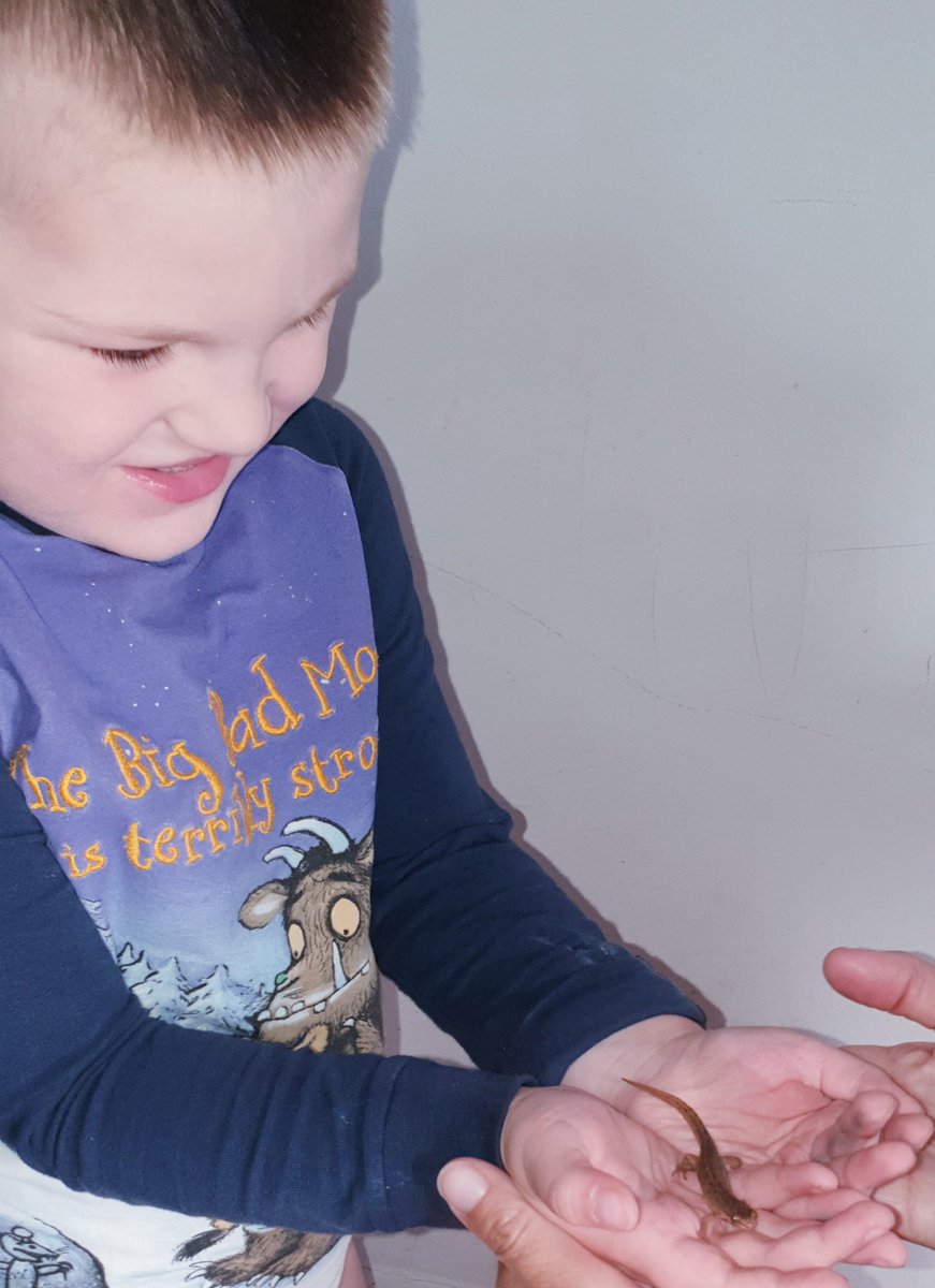 NeelyHayes's tweet photo. A pretty standard start to half term in our household....Finn has got a friend newt in the house 🙈 🦎
It has safely been released in the garden😊🦎👍
#itsonlyday1
#happyhalfterm https://t.co/D5Lv3SaYdp