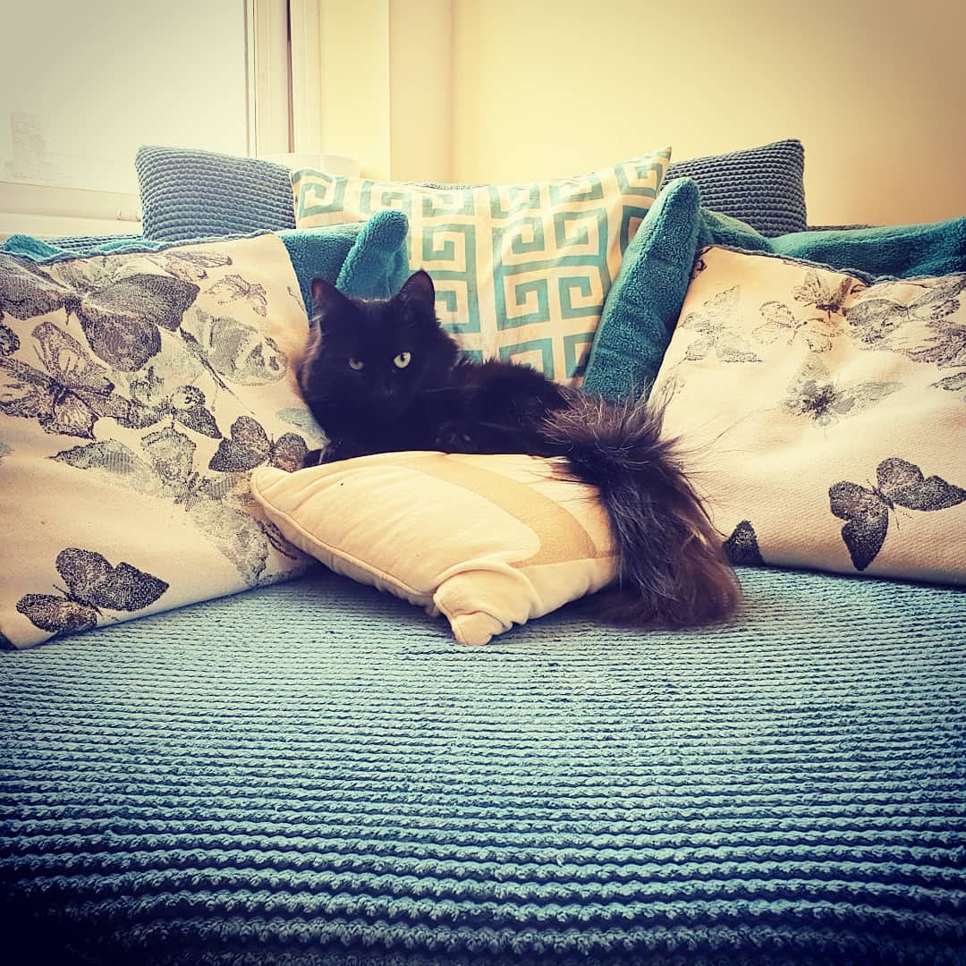 moobag_23's tweet photo. Cats can work out mathematically the exact place to sit that will cause the most inconvenience 

#october2019 #blackcat #chcats #wobblycats #wobblycatsyndrome #specialneedscats #catsofmargate #kitty #cat #cutecat #rescuecats #feline #failedfostercat #fluffycat #banditwobbles https://t.co/br0VOK7PK9