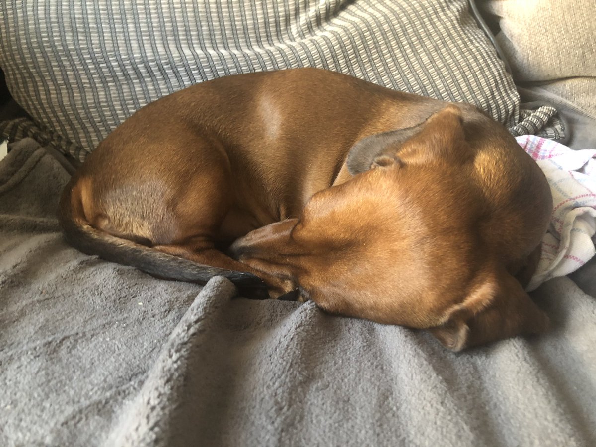DachsieD's tweet photo. I was fully engrossed in this morning’s Rugby World Cup Quarter Final. #ENGvsAUS #RugbyWorldCup #rugbyworldcup2019 #englandrugby #England https://t.co/jEyrBqIGmE
