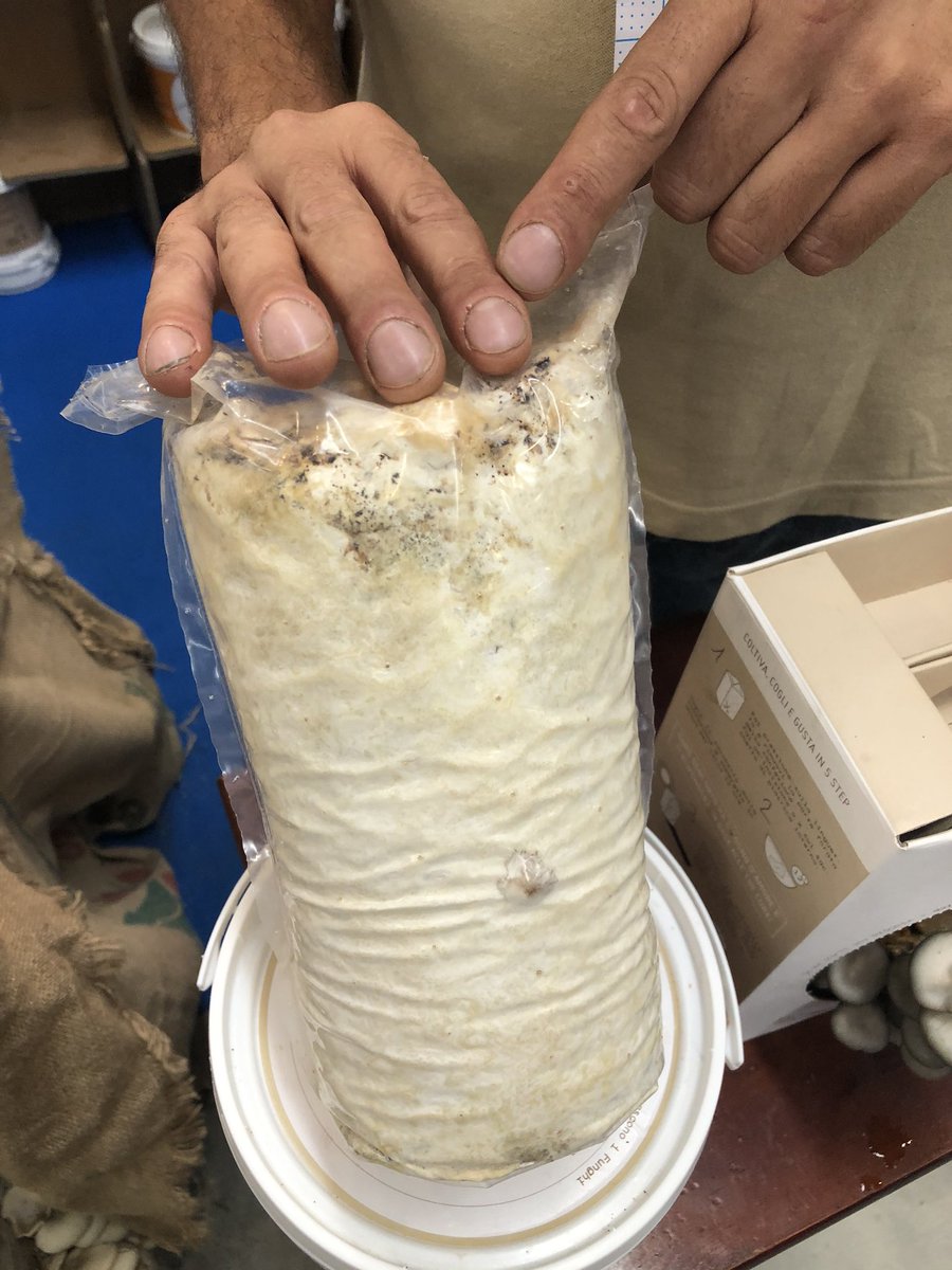 MakerFaireRome's tweet photo. Lo sapevate che dai fondi di caffé si possono coltivare funghi. Commestibili, e pure buoni! Venite a provarli al pad.3 G2 #FunghiEspresso #AgricolturaCircolare #MFR19 #MakerFaireRome https://t.co/Td03YFI7Ug