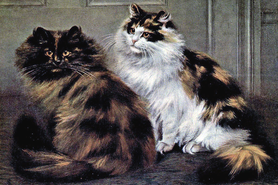 P_J_Richards's tweet photo. 🍀🐾🍀The Celts believed that Tortoiseshell Cats kept good fortune within a household - a superstition that survives in Scotland and Ireland, where it's thought that if a stray Tortoiseshell chooses to settle in your home, it brings good luck! 
#Caturday #Folklore https://t.co/SugupeXxfA