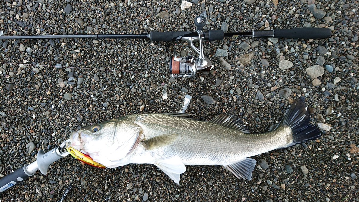 S 今日のシーバス 昨日からの雨とダム放流で増水と濁り 増水時にデイ で実績のある堰下に入るも 不発 すぐに見切りそのまま河口付近に移動したところ 橋桁周りで2連続で出ました まぁ病み上がりということもあり デイゲームのみで終了です