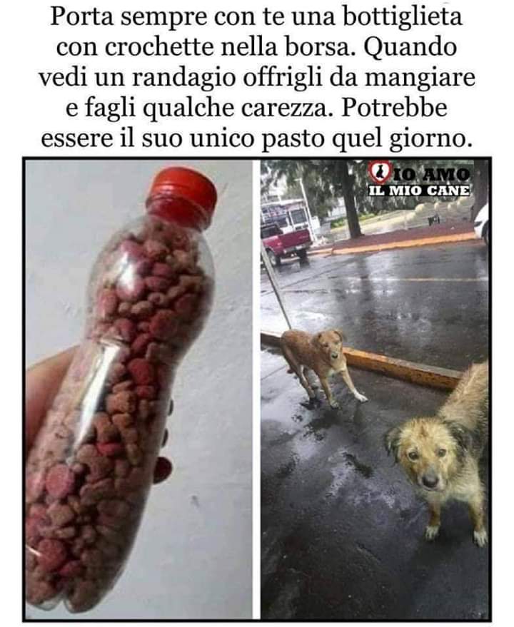 leonessa1864's tweet photo. #scrivoquelchesento 
#suggerimenti per chi ama gli animali 
#amore è aiutare uno sguardo indifeso https://t.co/nyUlXVzKgY
