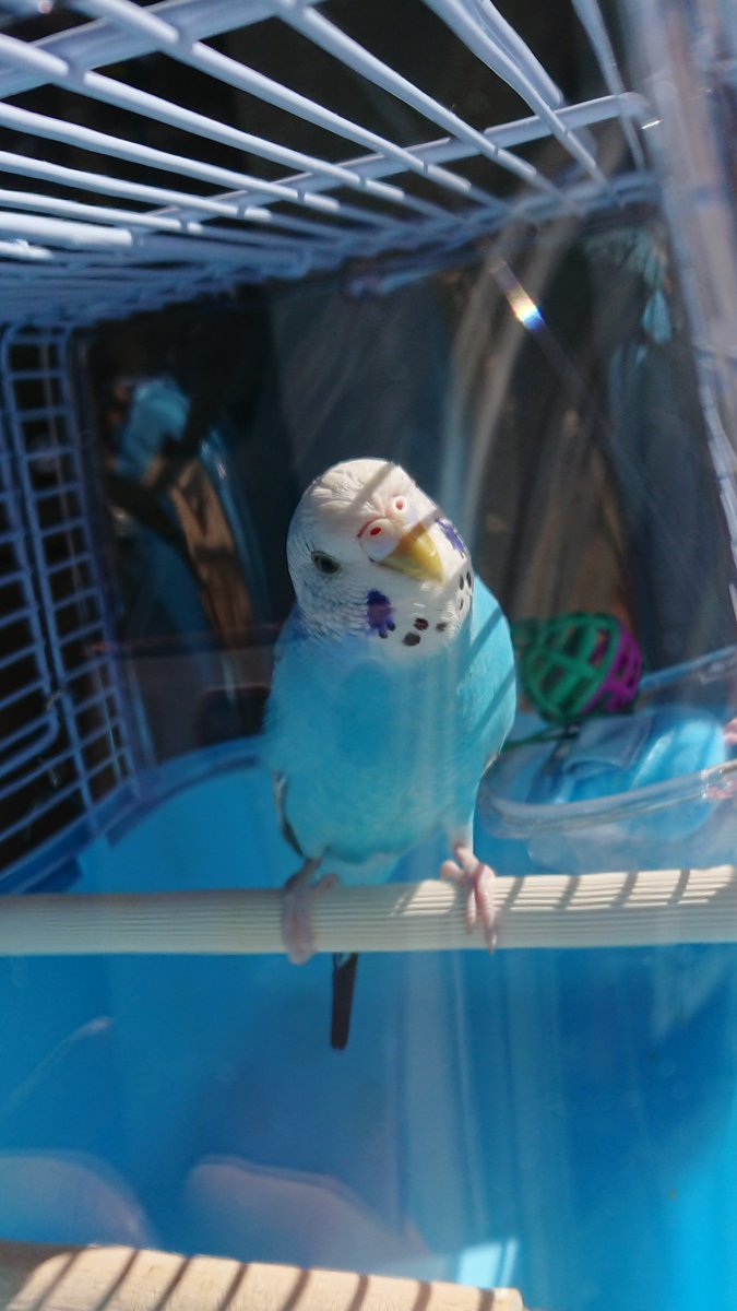 choco_mof_mof's tweet photo. こんにちは☀️
セキセイインコのちょこです☺️
よろしくお願いします☀️

#セキセイインコのちょこさん
#セキセイインコ
#インコ好きさんと繋がりたい
#インコ好き
#インコ 
#小鳥 
#オチリ https://t.co/DYvkzyhqUH