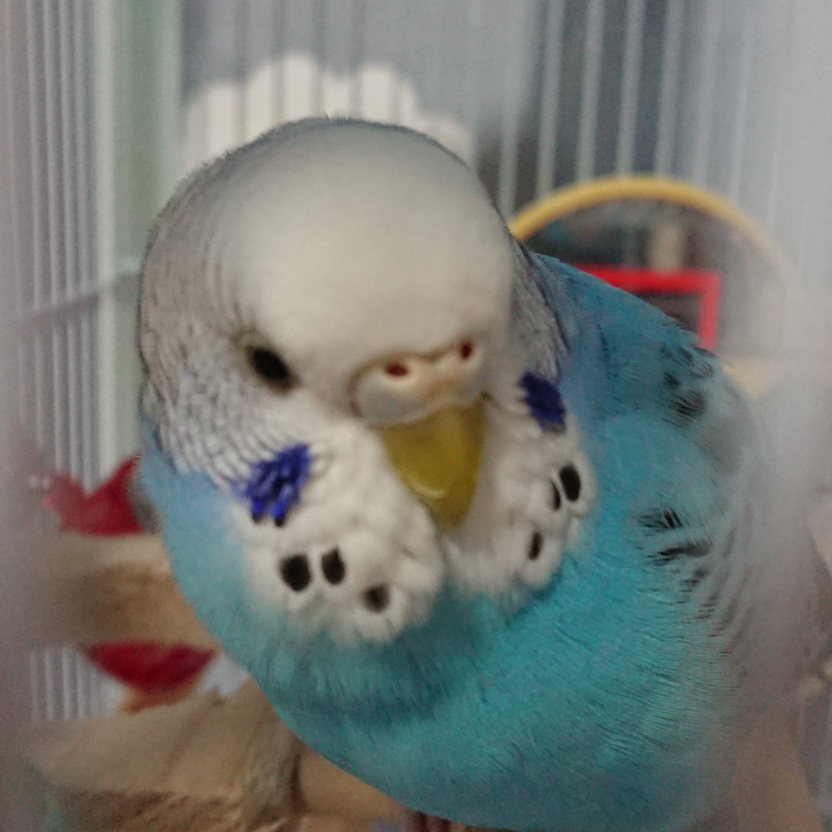 choco_mof_mof's tweet photo. こんにちは☀️
セキセイインコのちょこです☺️
よろしくお願いします☀️

#セキセイインコのちょこさん
#セキセイインコ
#インコ好きさんと繋がりたい
#インコ好き
#インコ 
#小鳥 
#オチリ https://t.co/DYvkzyhqUH