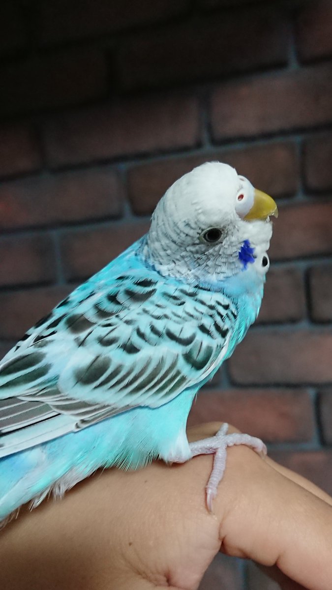 choco_mof_mof's tweet photo. こんにちは☀️
セキセイインコのちょこです☺️
よろしくお願いします☀️

#セキセイインコのちょこさん
#セキセイインコ
#インコ好きさんと繋がりたい
#インコ好き
#インコ 
#小鳥 
#オチリ https://t.co/DYvkzyhqUH
