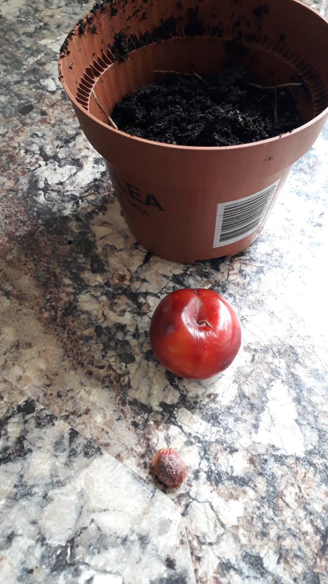 Nickala5's tweet photo. @mikeriddell62 @counter_coin @SonyaWakefield @babababoon2017 @stephen_terry1 @HNEscapesCIC @MonicaCruHALL @EcoBurslem @Academic_girl #Wheresyourtreeat? #Countercoinchallenge I've always wanted a plum tree think this might grow? See the #countercoin FB page for a quick video :) https://t.co/nRqwDrfFx4