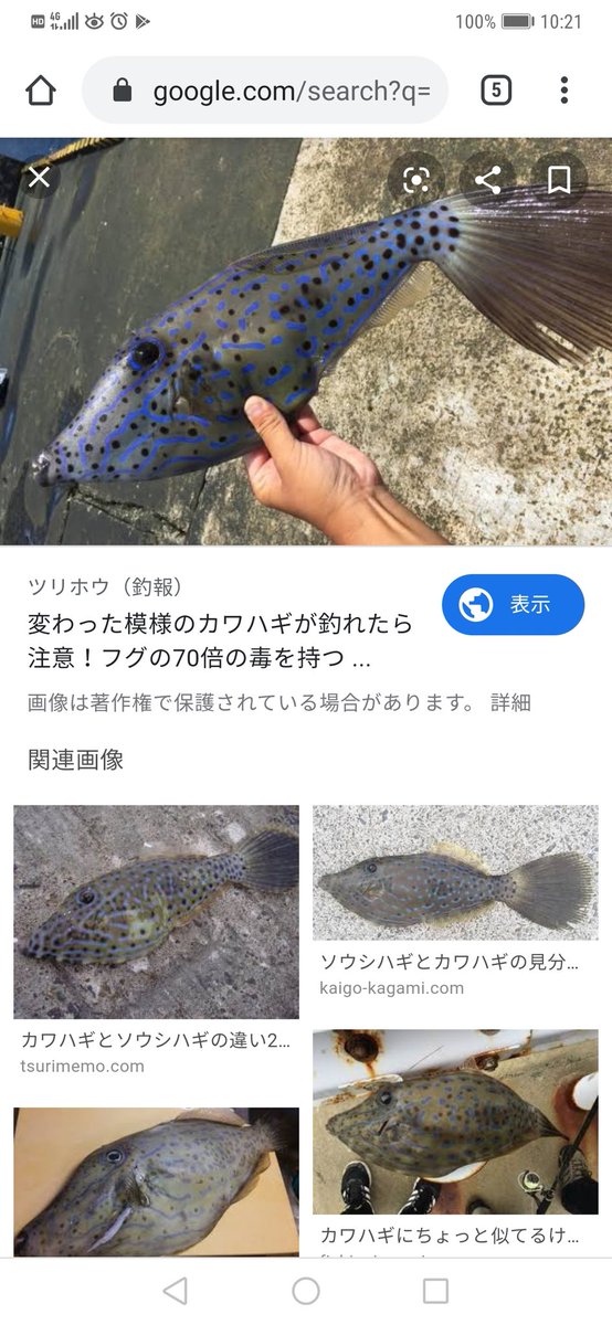 神港つり具 八丈島 朝イチのお客さん 今日の獲物はこれだけだから 宿で夕飯にさばいてくれるって と画像見せられ 僕 保健所通達の有毒魚ですから宿に伝えて 無事廃棄 名前はソウシハギ 八丈では堤防 磯から一年中釣れる ふぐより強い毒が