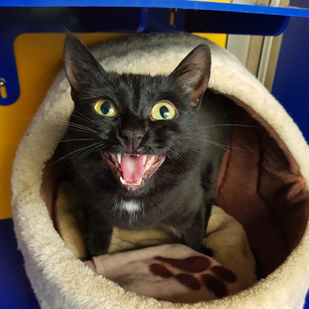 National Animal Welfare Trust πΊπΆπΉπ°π·ππ¦π΄ (@nawt_updates) on Twitter photo Join our charity lottery for the chance to claim up to Β£25k every week while supporting adorable animals (every Β£1 played leads to a 50p donation to NAWT πΈ)
π nawt.org.uk/support-us/Lotβ¦ π
This competition is hosted by <a href="/UnityLottery/">Unity Lottery</a>
#InItToWinIt #PlayToWin #AnimalWelfare Join our charity lottery for the chance to claim up to Β£25k every week while supporting adorable animals (every Β£1 played leads to a 50p donation to NAWT πΈ)
π nawt.org.uk/support-us/Lotβ¦ π
This competition is hosted by <a href="/UnityLottery/">Unity Lottery</a>
#InItToWinIt #PlayToWin #AnimalWelfare