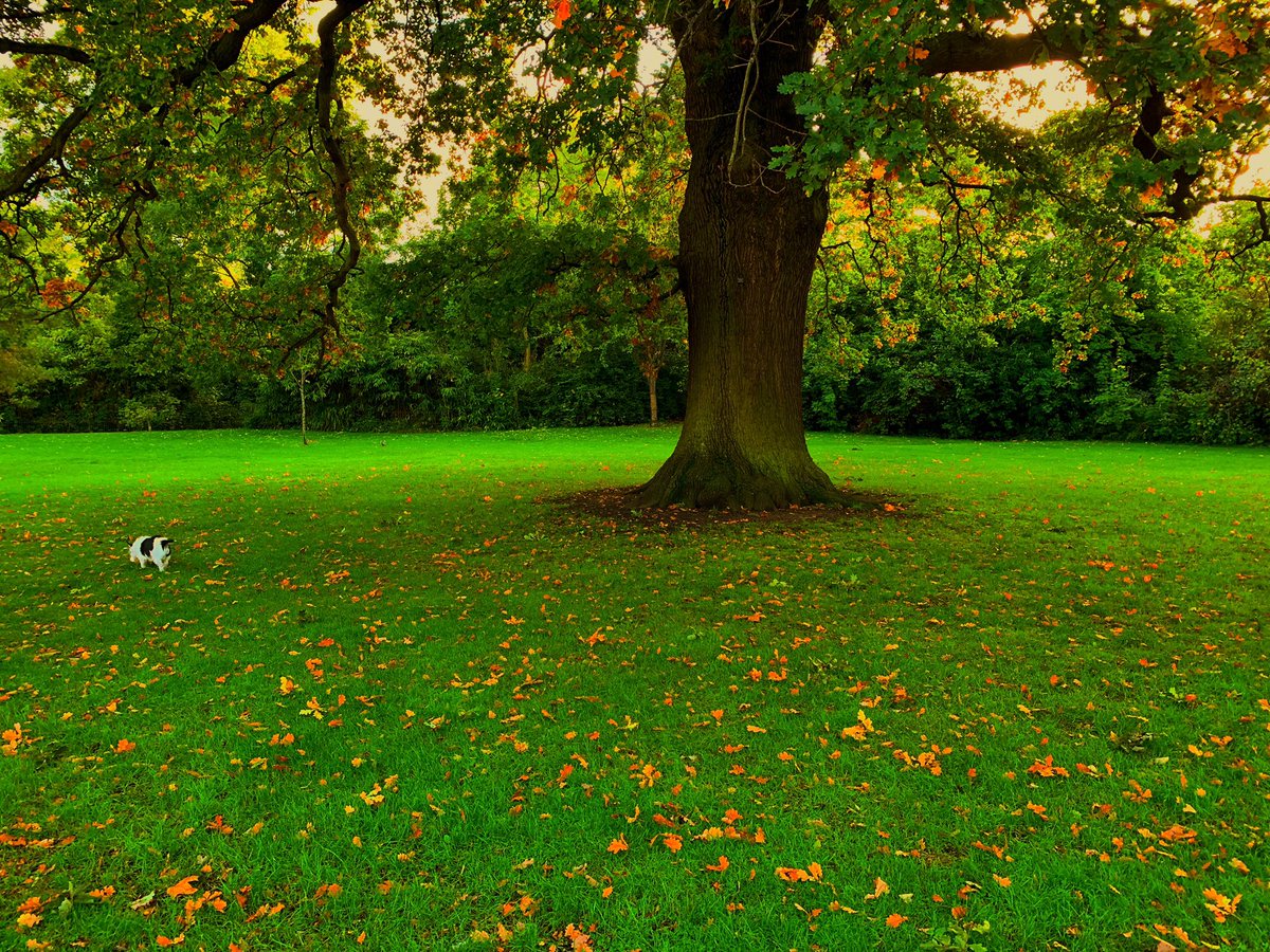 PuzzleEno's tweet photo. I ponder: “How insignificant are we compared with the majesty of an old oak tree ?” https://t.co/yVO9uIoAUw