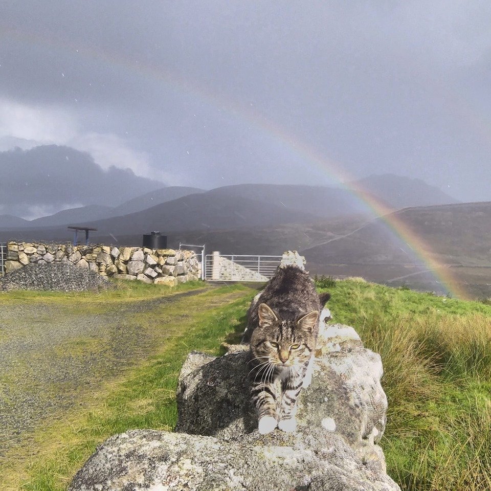 Beautiful Mourne Mountains, Co Down, N  #Ireland. Mournes are made up of 12 mountains with 15 peaks & include the famous Mourne wall (keeps sheep & cattle out of reservoir)! Area of Outstanding Natural Beauty. Partly  @NationalTrustNI. : Daniel Mcevoy (with lovely cat!)  #caturday