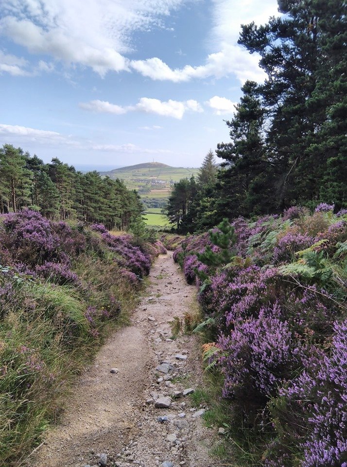 Beautiful Mourne Mountains, Co Down, N  #Ireland. Mournes are made up of 12 mountains with 15 peaks & include the famous Mourne wall (keeps sheep & cattle out of reservoir)! Area of Outstanding Natural Beauty. Partly  @NationalTrustNI. : Daniel Mcevoy (with lovely cat!)  #caturday