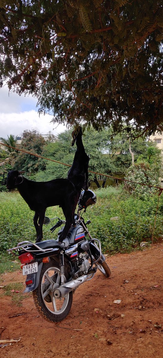 anantkkumar's tweet image. Captured this near my daughter's school today..Captions this please..mine 
" where there is a will there is a way"..
#LessonsFromNature
